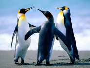 Penguins (Small)